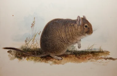 Octodon cumingii, 1836